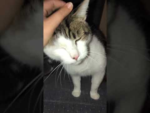 Morgan&rsquo;s Loving Pet Care- MLPC video.