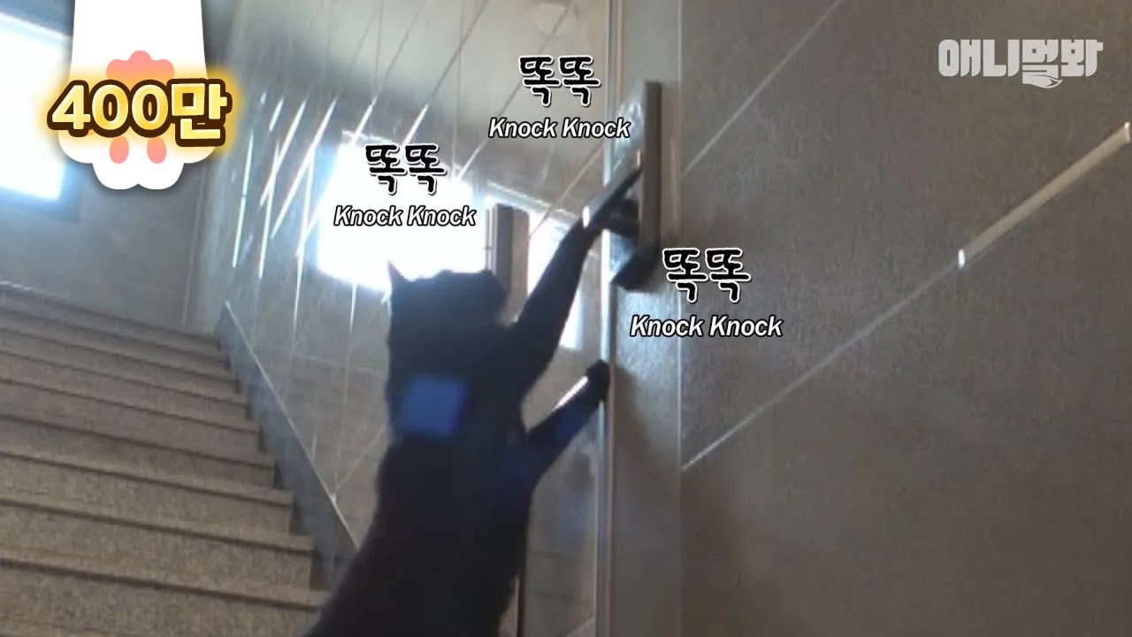 밤낮으로 우리집 비번 눌러대는 길고양이 좀 어떻게 해주세요ㅣStray Cat Enters A Door Lock Code Every Day