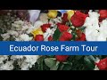 Visit A Rose Plantation In Ecuador The Rose Capital Of The World