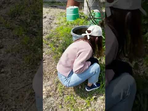 非常に優れた野生のミツバチ植物の植物リスト トピックス