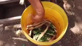 Parente Kaiapó jovem mandando recado