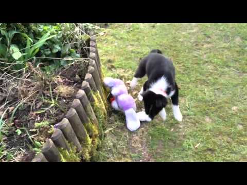 Tehya vs stuffed dog lol