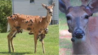 Florida Officials Terrified After ‘Zombie Deer Disease’ Spreads Again – What’s Happening?