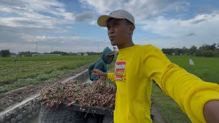 Download lagu ALHAMDULILLAH BAWANG MERAHKU PANEN MONGGO SENG BADE NUKOKNE YUTUBER IDOLANE mp3