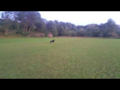 Eloy vom Schwarzen Grat(3)