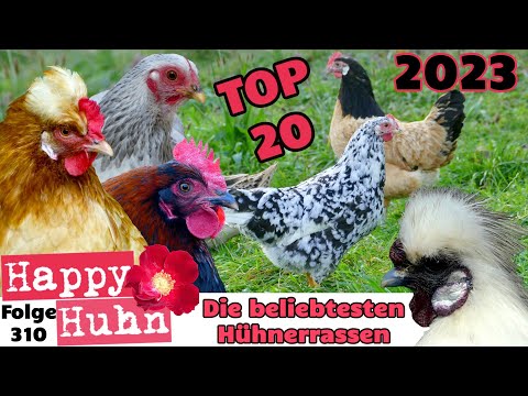 , title : 'TOP 20 Die beliebtesten Hühnerrassen 2023 - HAPPY HUHN E310 - Barnevelder, Marans, Brahma, Vorwerk'