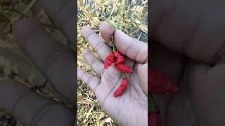 Download lagu THE DEFINITION OF VILLAGE HAPPINESS #shortsvideo #gardeningactivities #harvesting #garden mp3 Download lagu THE DEFINITION OF VILLAGE HAPPINESS #shortsvideo #gardeningactivities #harvesting #garden mp3