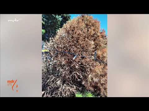 🌲Zuckerhutfichte wird braun