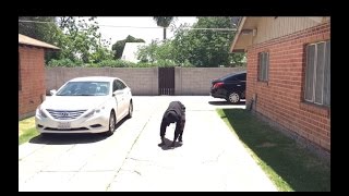 REAL LIFE NBA 2K16 Jog animations