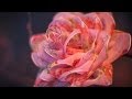 DIY: Rose organza / Роза из органзы (цветы из ткани) 