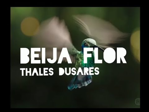 Beija Flor - Thales Dusares