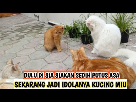 DULU DI SIA-SIAKAN SEDIH PUTUS ASA SEKARANG ARA JADI IDOLANYA PARA KUCING MIU
