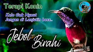 Download lagu 100% EFEKTIF GACOR !! TERAPI KONIN MACET BUNYI PULIH GACOR KEMBALI CUKUP SEKALI DENGAR mp3