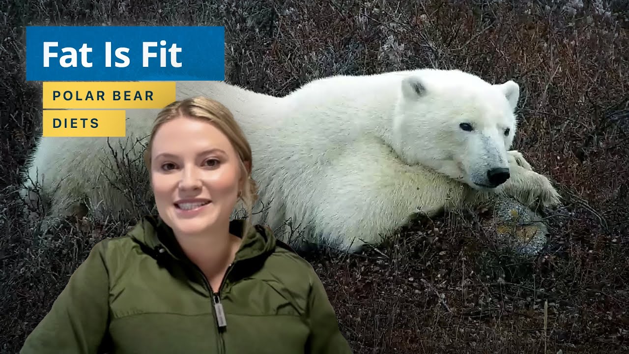 Fat is Fit — Discussing Polar Bear Diets | Tundra Connections 2025