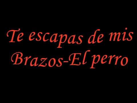 Te escapas de mis Brazos-El perro