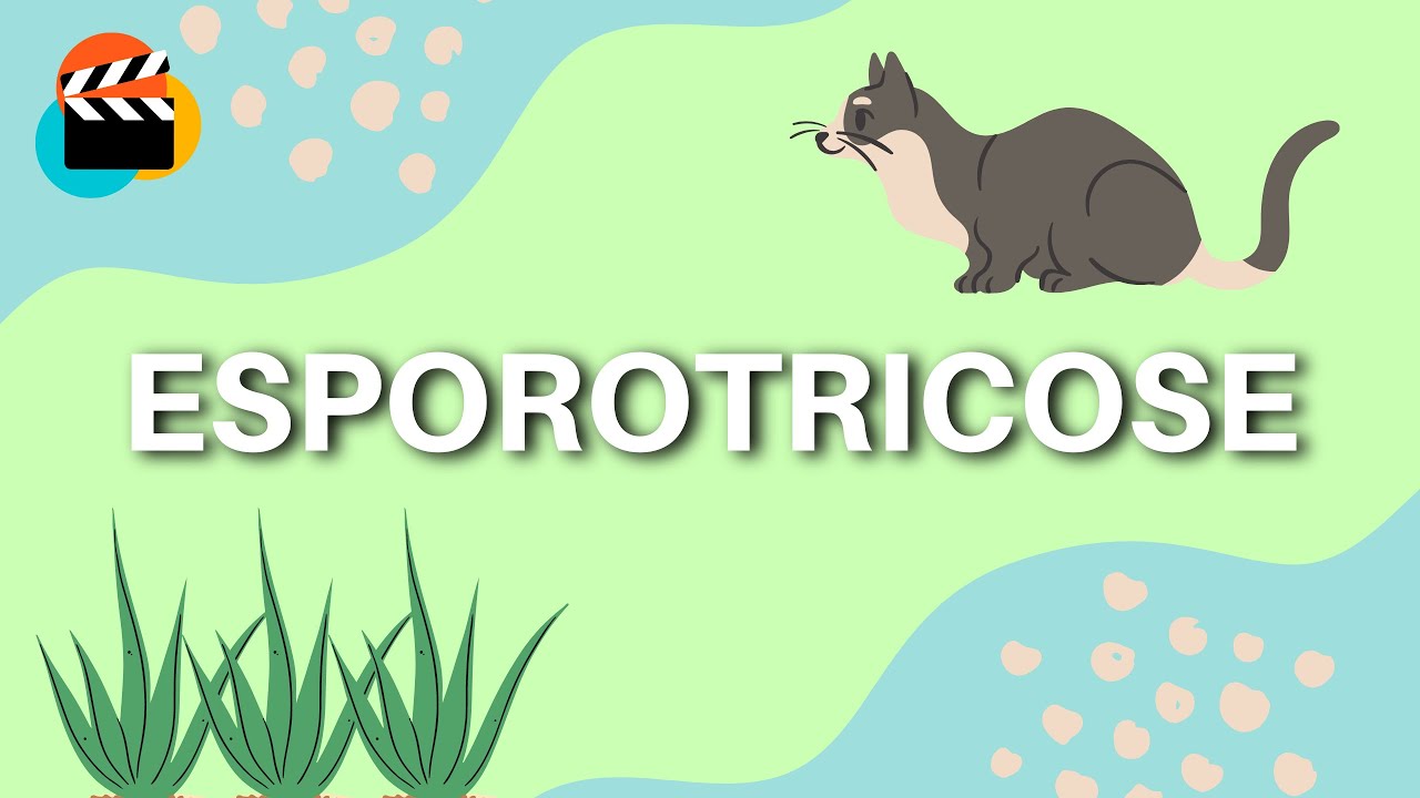 O que é Esporotricose?