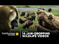 14 Jaw-Dropping Wildlife Videos | Smithsonian Channel