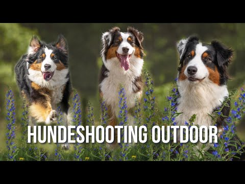 Hundefotografie - begleite uns bei einem Shooting