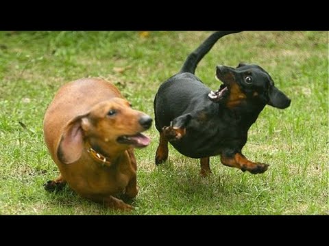 La vidéo la plus drôle sur les chiens !