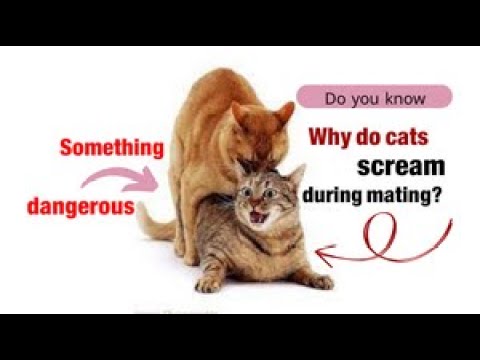 When mating cats why does the female scream - group cats mating on the street | cat d9t