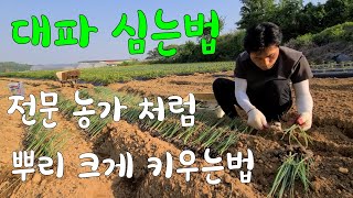 대파 전문농가 처럼 뿌리 크게 만드는법 추비 주는법 굴파리 방재