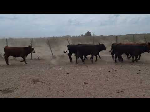 Rosgan - Febrero. 93 Terneros/as en Villa Constitucion Santa Fe.