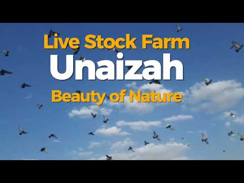 Visiting animal Farm in Unaizah | ميدان سباق الخيل بالرايسية