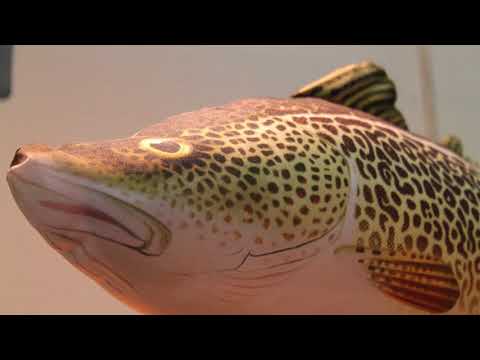 Sportfiskemässan 2018