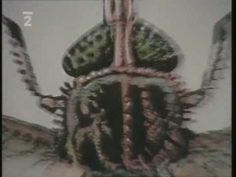 Ovádi, Hodina zpěvu  Uhlíř-Svěrák