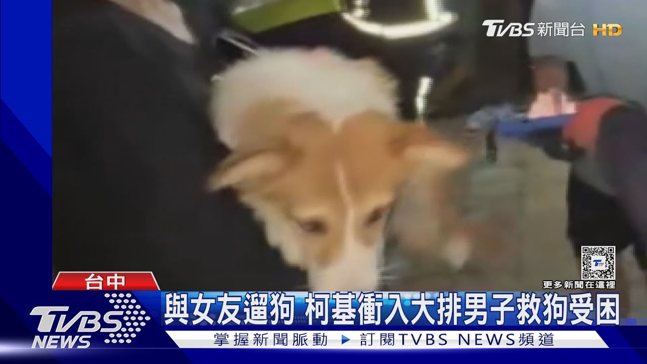 與女友遛狗　柯基衝入大排男子救狗受困