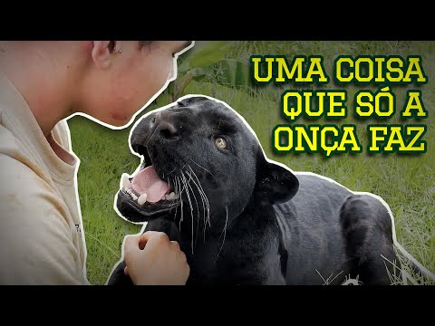 ONÇA-PINTADA, A MORDIDA MAIS FORTE DE TODAS!! 😱 | TIAGO JÁCOMO