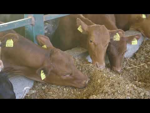 Farma ANGUS goveda u selu Glozan - U nasem ataru 899