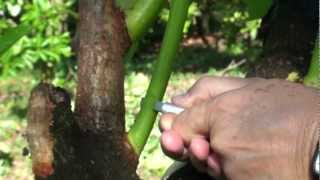 Top working - canopy change avocado tree - veneer grafting Part II extending the season