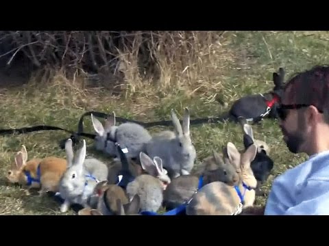 Calgary man spends Easter walking his legion of bunnies