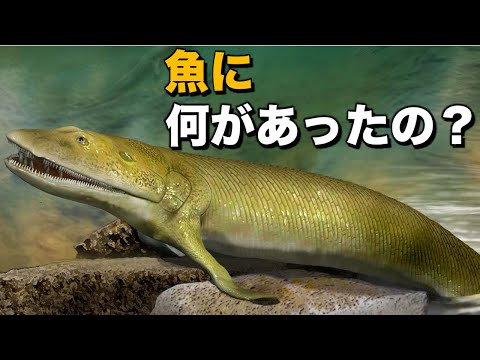 クテノトゥスについて詳しく解説