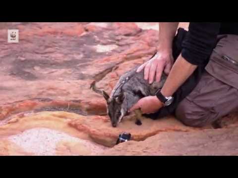 Rock-wallabies take flight