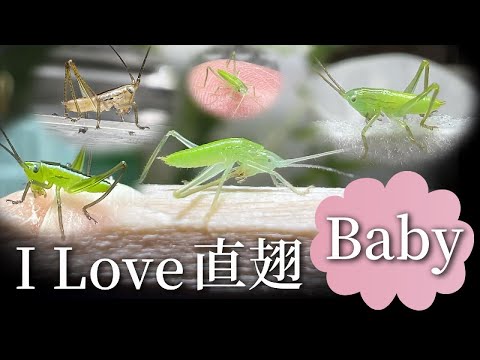 ファイルを聞くのが難しいですか?