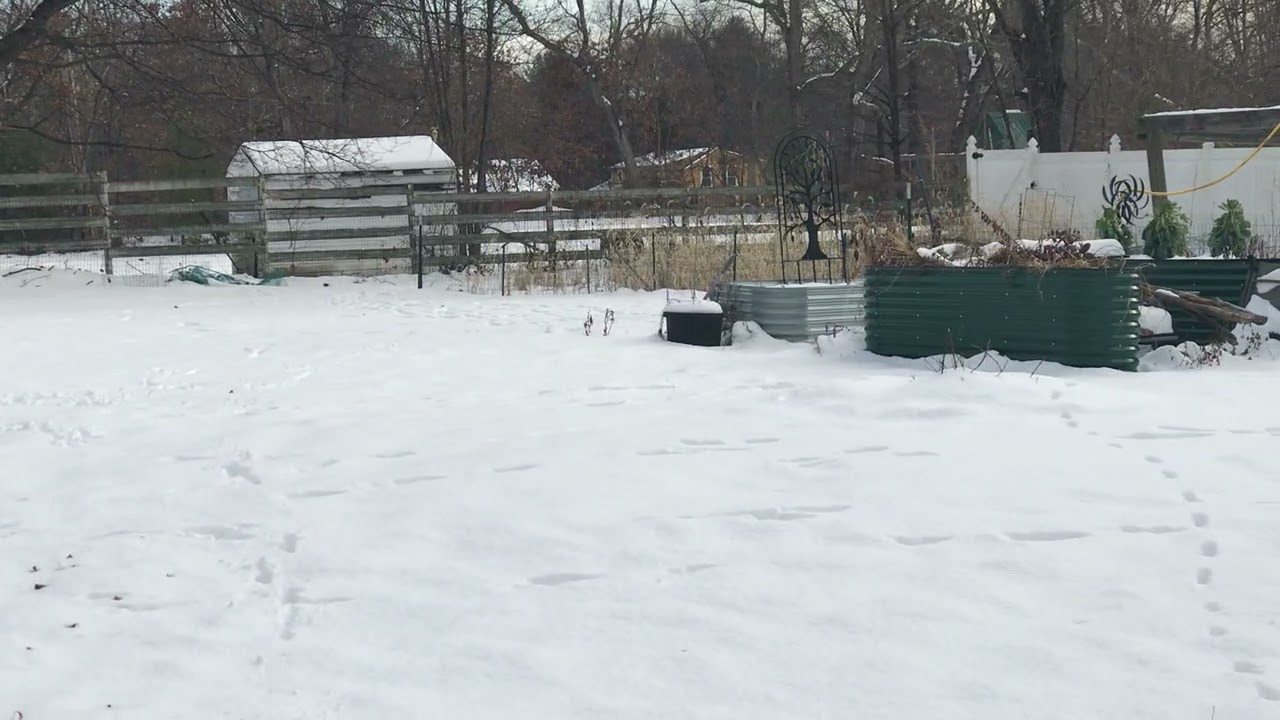 Enlarge Stormy, a Adoptable mixed breed in Milford, NH video 5/6