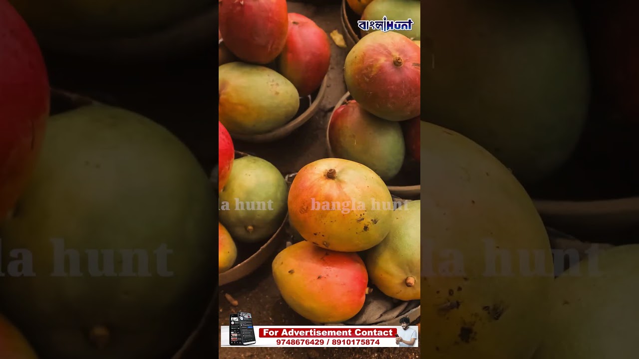 আমেরিকার বিমান ধরার আগেই বাতিল মালদার 'হিমসাগর' আমের প্রথম খেপ! কেনো জানেন?