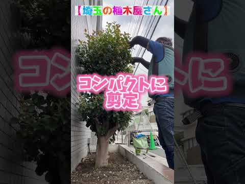 庭に植えるには、丈夫で手入れの手間がかからないどの多年生植物を選ぶべきですか?  庭園