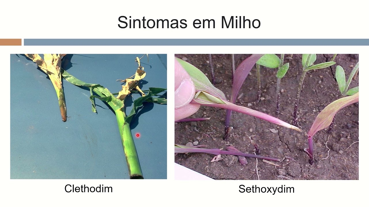 Aula 4.6 - Inibidores da ACCase