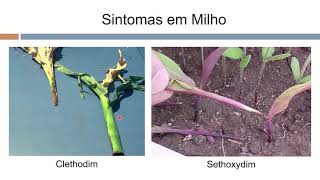 Aula 4.6 - Inibidores da ACCase