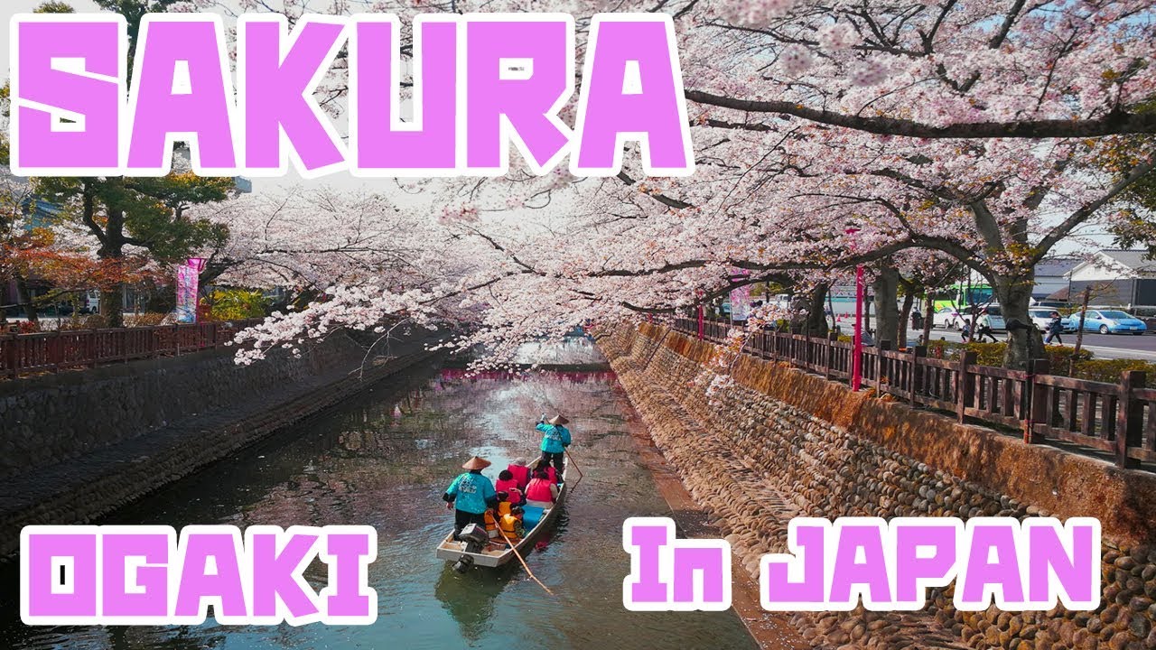 Sakura Stream in Ogaki, Japan.and going downstream in a boat 大垣市の桜の風景【2.7K】