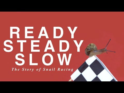 Ready. Steady. Slow! The Story Of Snail Racing