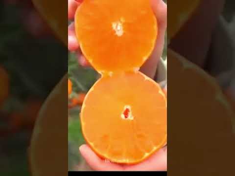 Top 10 amazing fruits in the world 🌎🌎