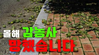 급성 둥근무늬 낙엽병의 위험성 ㅣ둥근무늬 낙엽병 예방 ㅣ방제만 잘해도 85%예방효과