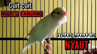 Download lagu kenari gacor panjang CUIT CUIT NGEROL ini terbaik buat PANCINGAN KENARI PAUD BELAJAR BUNYI mp3 Download lagu kenari gacor panjang CUIT CUIT NGEROL ini terbaik buat PANCINGAN KENARI PAUD BELAJAR BUNYI mp3
