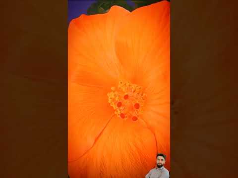 Enjoy beautiful nature with flowers #explore#flowers