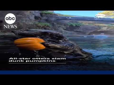 All-star otters slam dunk pumpkins