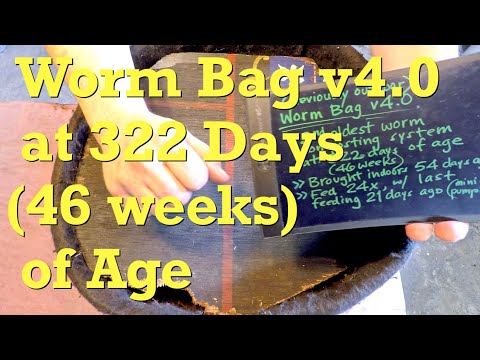 Progress of mini-pumpkin in worm bag v4 after 3 weeks - vermicompost